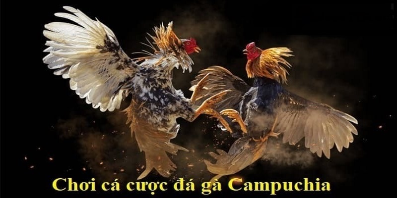 Giới thiệu loại hình đá gà Campuchia phổ biến nhất